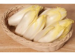 ČEKANKA bílá (puky) Itálie/Holandsko