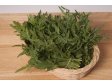 RUCCOLA EXTRA Itálie svazky