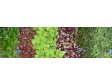 SAKURA mix Holandsko (balení - 16ks)