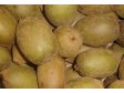 KIWI vol. Nový Zéland/Itálie (10)