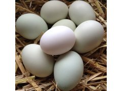 VEJCE PODESTÝLKOVÁ 30 kusů L plato (02)