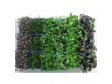 SAKURA mix/Afila cress/Persinette cress Holandsko 1 ks jakost 1 SAKURA mix/Afila cress/Persinette cress Holandsko 1 ks jakost 1