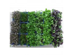 SAKURA mix/Afila cress/Persinette cress Holandsko 1 ks jakost 1 SAKURA mix/Afila cress/Persinette cress Holandsko 1 ks jakost 1