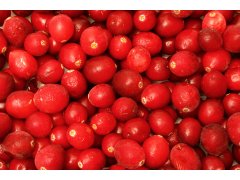 BRUSINKY   mražené 2,5kg lesní