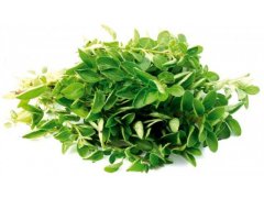OREGÁNO 1kg Izrael