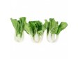 BABY pak choi volný 6kg Itálie