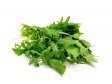 RUCCOLA EXTRA balená 125g/ks Itálie