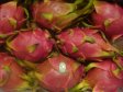 PITAHAYA červená Vietnam 1ks (9ks)