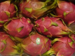 PITAHAYA červená Vietnam 1ks (9ks)