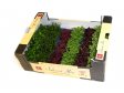 MICROGREENS Ředkvička red coral 100g