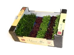 MICROGREENS Ředkvička red coral 100g