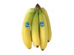 BANÁNY žluté  Chiquita/ Dole 18,5kg Columbia