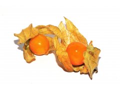 PHYSALIS Kolumbia 12ks 100g PHYSALIS Kolumbia 12ks 100g