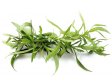 ESTRAGON Izrael/Itálie 100g