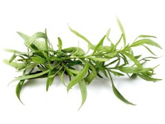ESTRAGON Izrael/Itálie 100g ESTRAGON Izrael/Itálie 100g